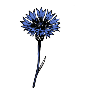 A Blue Bachelor's Button