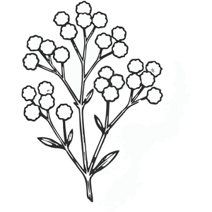 A Sprig of Baby's Breath