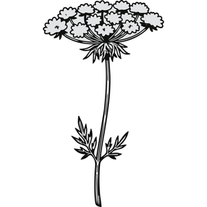 Queen Anne's Lace